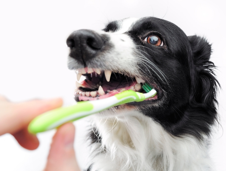 Bastrop Pet Dentists